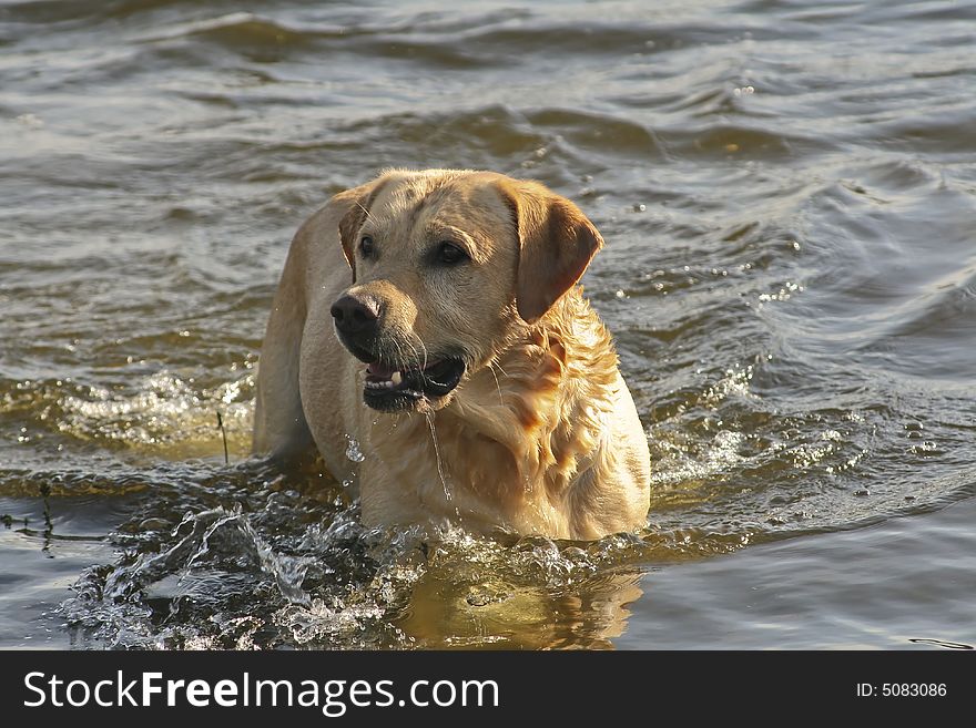 Labrador Retriever playing into the river. Labrador Retriever playing into the river
