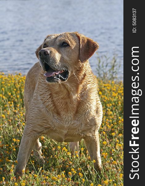 Labrador Retriever playing into the river. Labrador Retriever playing into the river