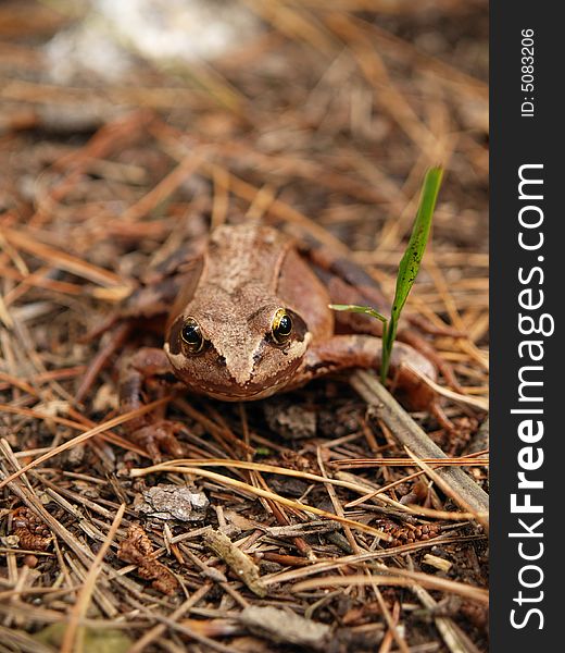 Brown frog in the forest closeup