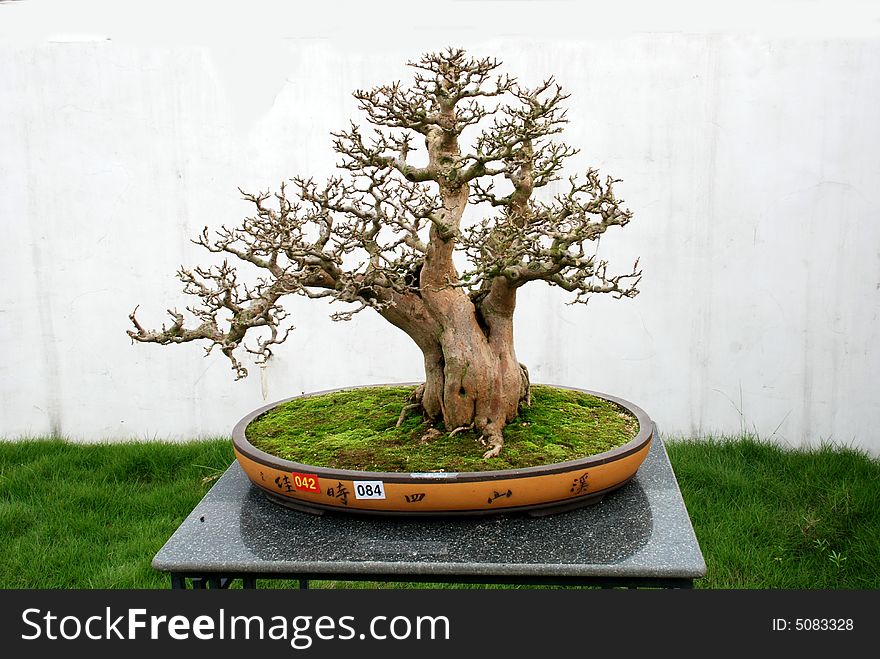 The Chinese bonsai of Hedge Sageretia in pot. The Chinese bonsai of Hedge Sageretia in pot.