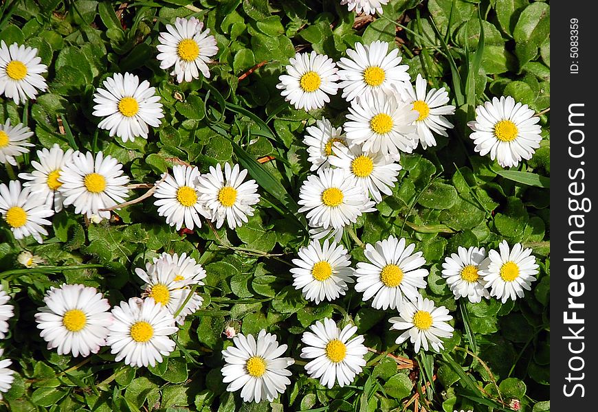Little white flowers in park in springtime