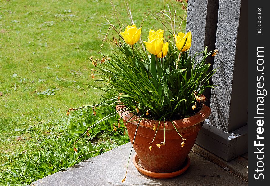 Daffodils in brown pot on patip