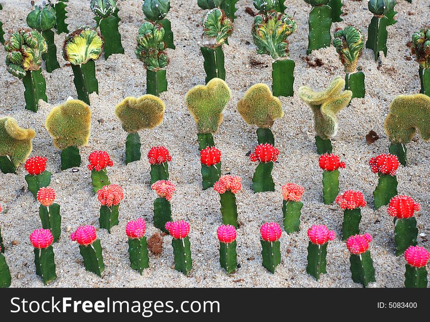 The files of cacti plants