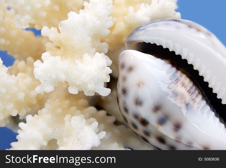 Macro of sea lifestyle of coral and shell on blue. Macro of sea lifestyle of coral and shell on blue