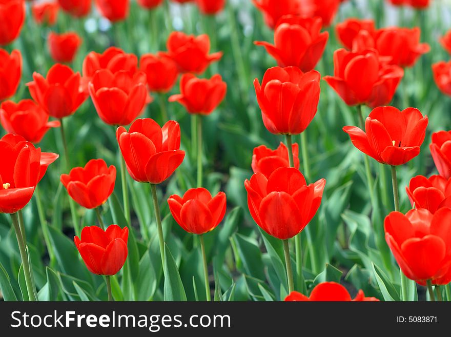 Red tulips on a flower bed