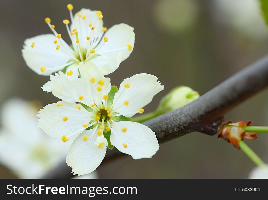 The branches of fruiters covered by flowers