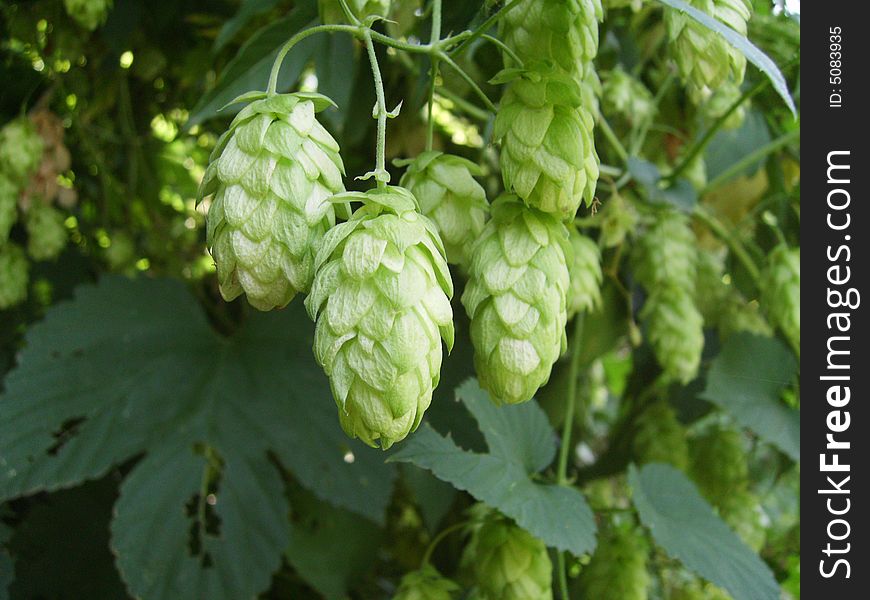 Plant green hop for beer