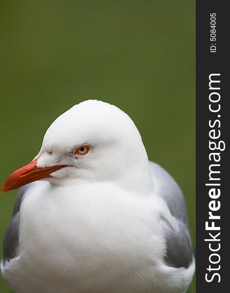 Silver Gull (Larus Novaehollandiae)