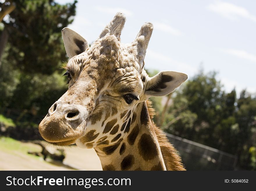 Closeup of a Giraffe head staring at camera