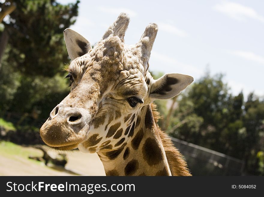 Closeup of a Giraffe head