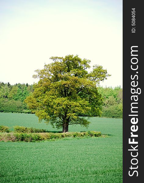 Shot of a single tree in a field. Shot of a single tree in a field