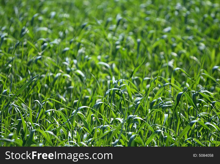 Green field of young grass. Green field of young grass.