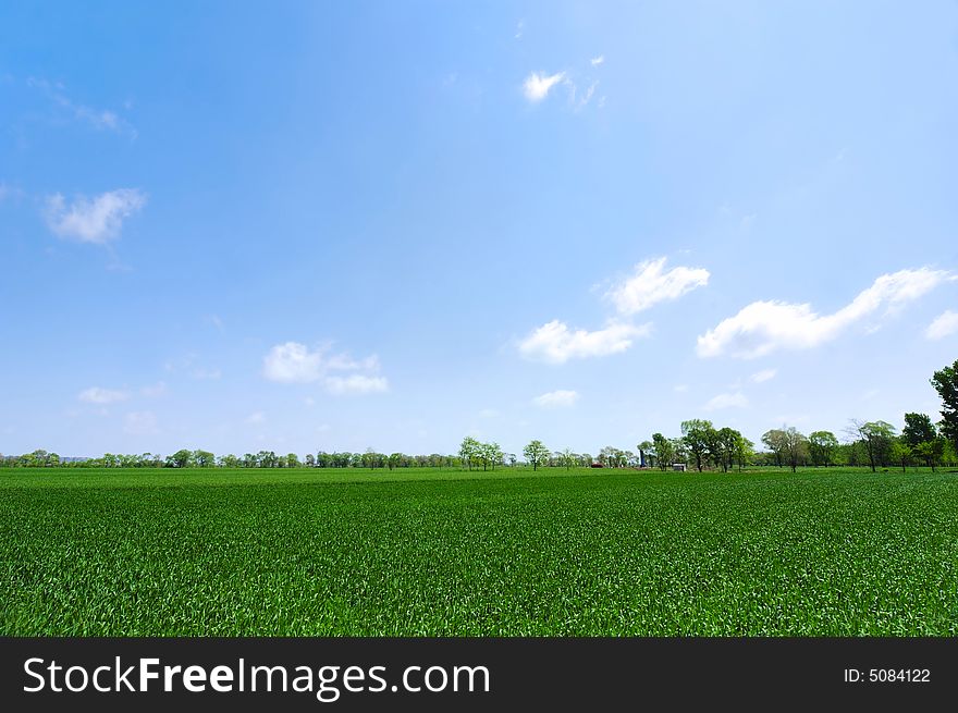 Wheat field  against the blue sky