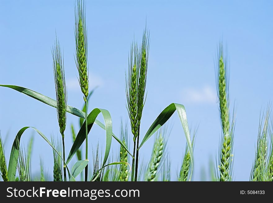 Wheat ear against the blue sky. Wheat ear against the blue sky