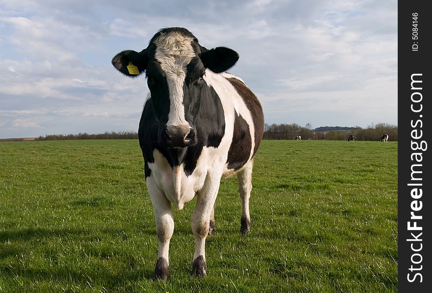 Single cow looking at the camera. Single cow looking at the camera