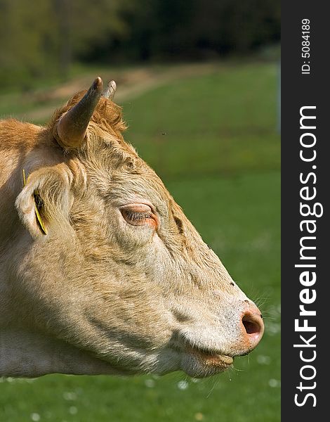 Shot of a brown and white cow