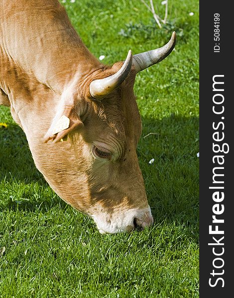 Shot of a brown and white cow