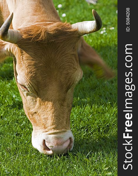 Shot of a brown and white cow