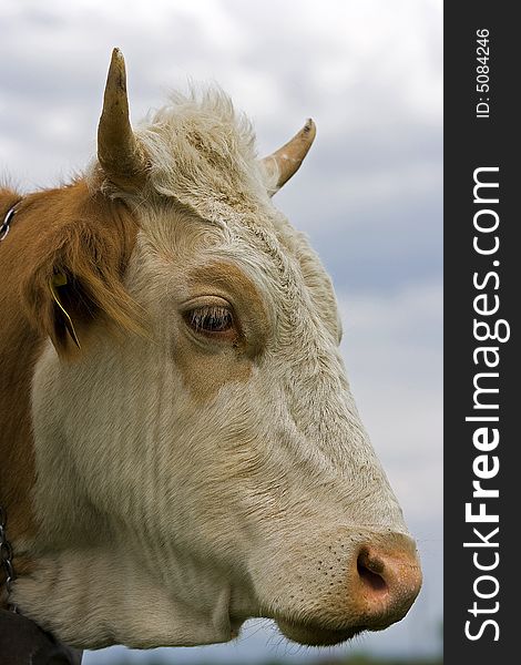 Shot of a brown and white cow