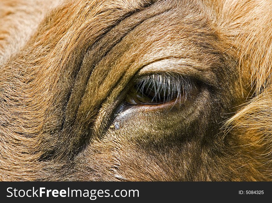 Close up shot of a cow face. Close up shot of a cow face