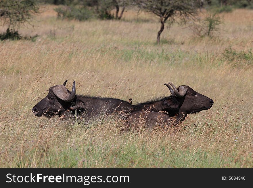 Two cape buffalo (syncerus caffer)on the serengeti plains in tanzania