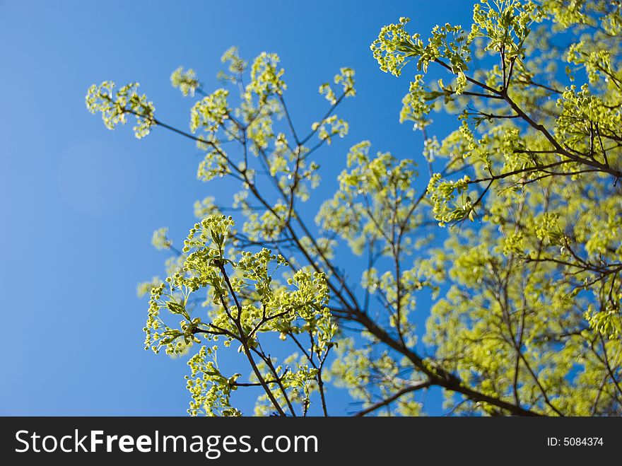 Fresh green spring leaves on the branches