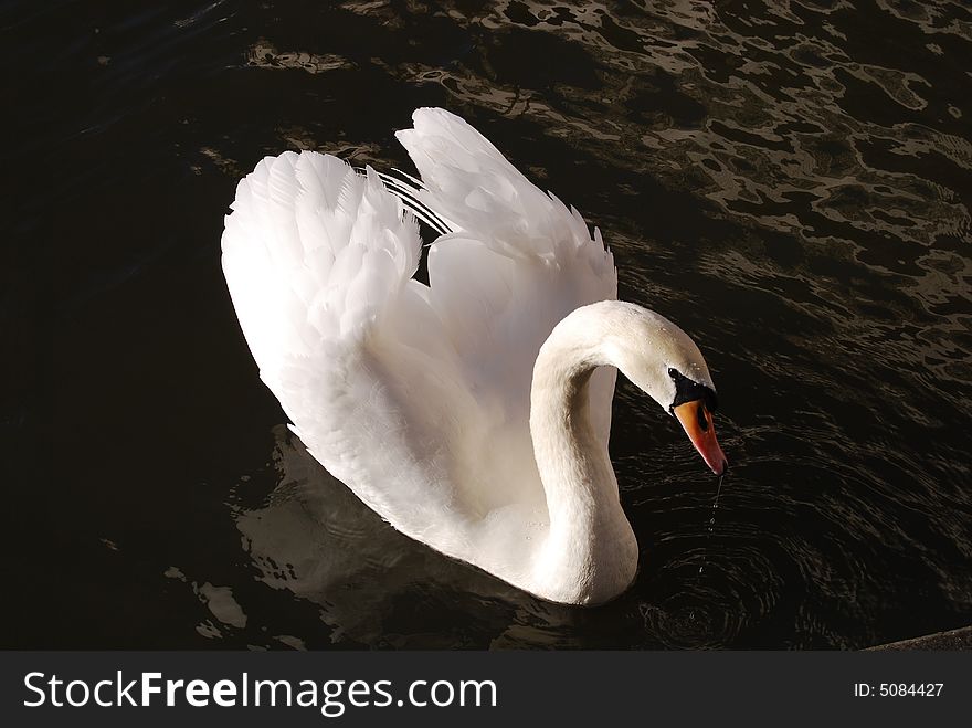 A beautiful clean white swan looking up at the camera and floating on a dark black lake. A beautiful clean white swan looking up at the camera and floating on a dark black lake.