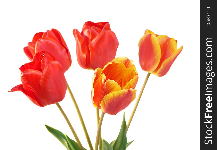 Bunch of red tulip flowers isolated on white background. Bunch of red tulip flowers isolated on white background