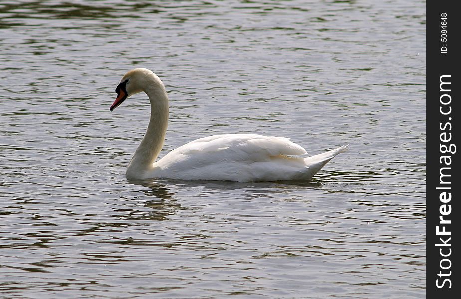 Swan gracefully swimming on pond