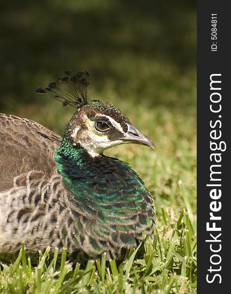 Indian Blue Peafowl (Pavo Cristatus). This photo of a female was taken in Fuerteventura, Spain.