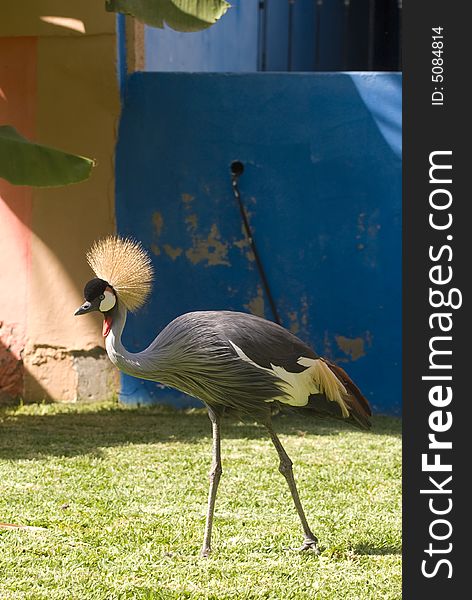 Grey Crowned Crane. Taken in Fuerteventura, Spain. Grey Crowned Crane. Taken in Fuerteventura, Spain.