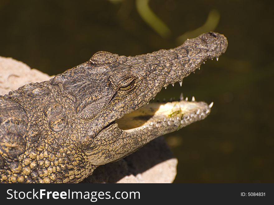 Head of an Alligator (Alligator Mississippiensis). Taken in a zoo in Fuerteventura, Spain.