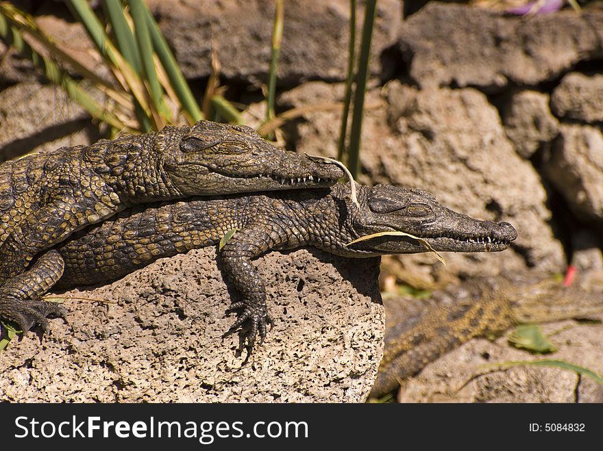 Two Small Alligators (Alligator Mississippiensis). Taken in a zoo in Fuerteventura, Spain.