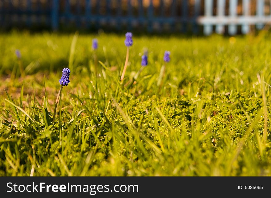 Spring flowers on a grass, muscari armeniacum