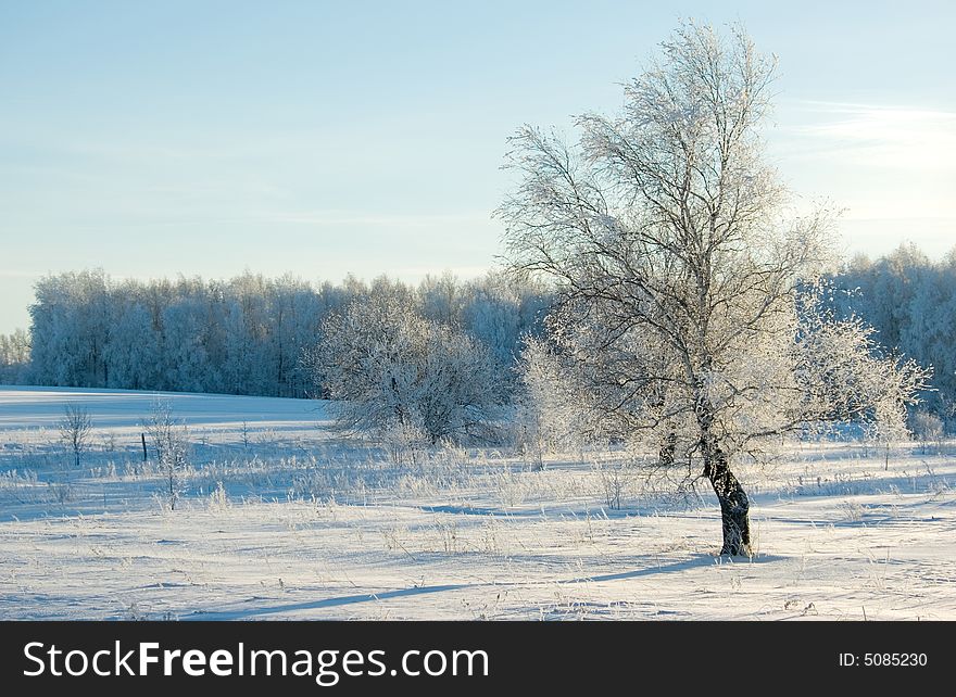 Previously frosty morning, white birch, scintillating in the cold snow. Previously frosty morning, white birch, scintillating in the cold snow