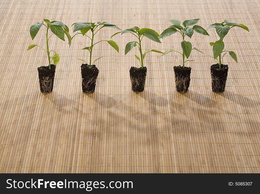 Small plants ready for gardening