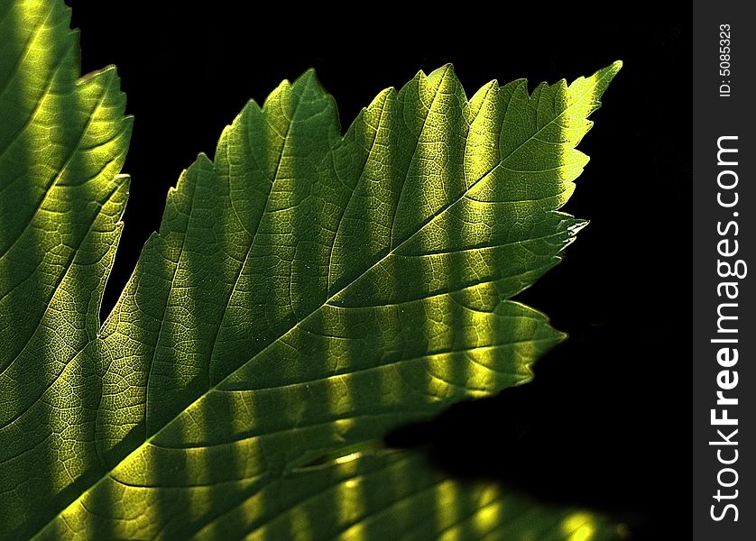 Leaf, detail shot at evening. Leaf, detail shot at evening