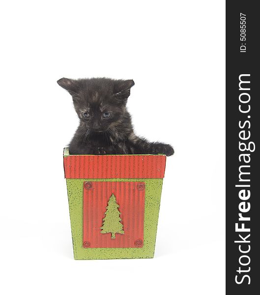 A kitten sits inside of a flower pot on white background. A kitten sits inside of a flower pot on white background