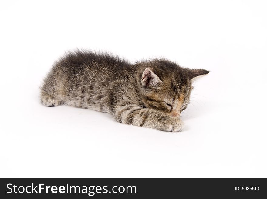 A kitten takes a nap on a white background. One in a series. A kitten takes a nap on a white background. One in a series