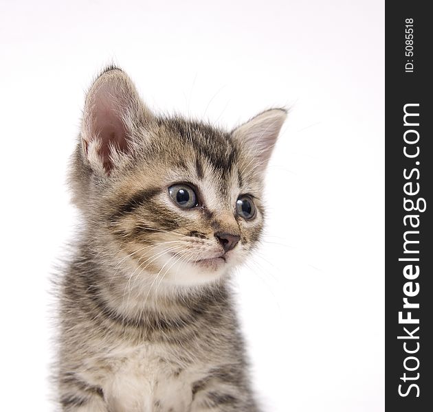 A tabby kitten sits on a white background. A tabby kitten sits on a white background