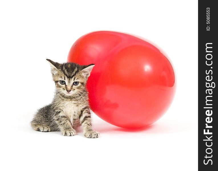 A kitten plays with a red heart shaped Valentines Day Balloon on white background. A kitten plays with a red heart shaped Valentines Day Balloon on white background