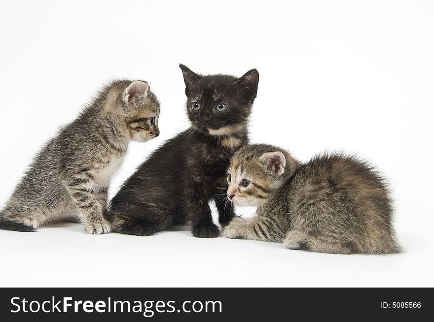 Three kittens sitting and playing on a white background