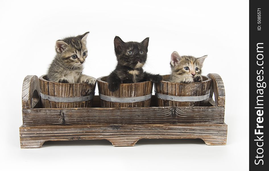 Three kittens in flower pots