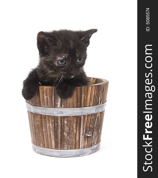 A kitten sits inside of a weathered, wooden flower pot. One in a series. A kitten sits inside of a weathered, wooden flower pot. One in a series