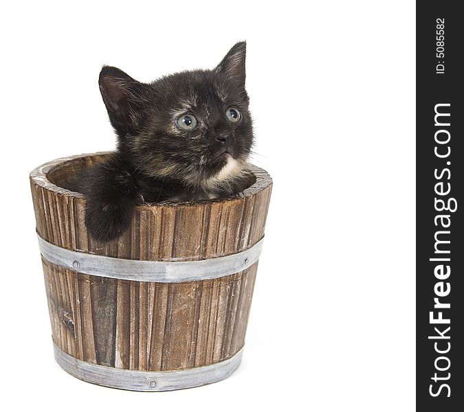 A black kitten sits inside of a wooden, rustic flower pot. One in a series. A black kitten sits inside of a wooden, rustic flower pot. One in a series.