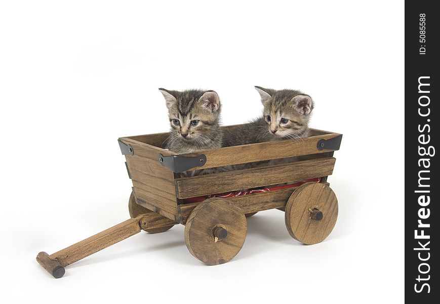 Two kittens wait for a ride in a rustic wagon. One in a series. Two kittens wait for a ride in a rustic wagon. One in a series