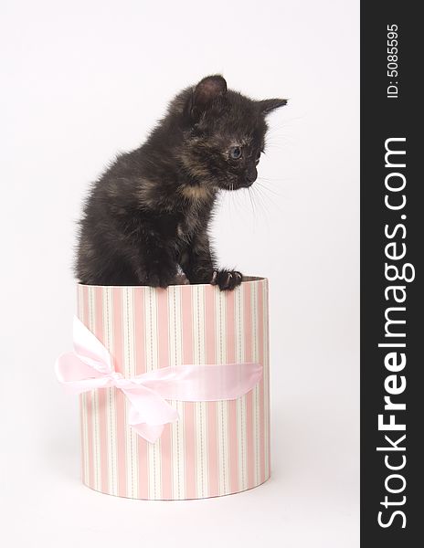 A black kitten sits insideo of a pink and white striped gift box. One in a series. A black kitten sits insideo of a pink and white striped gift box. One in a series