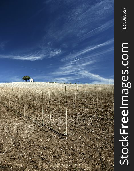 Hilltop vineyard in hot summer day with deep blue