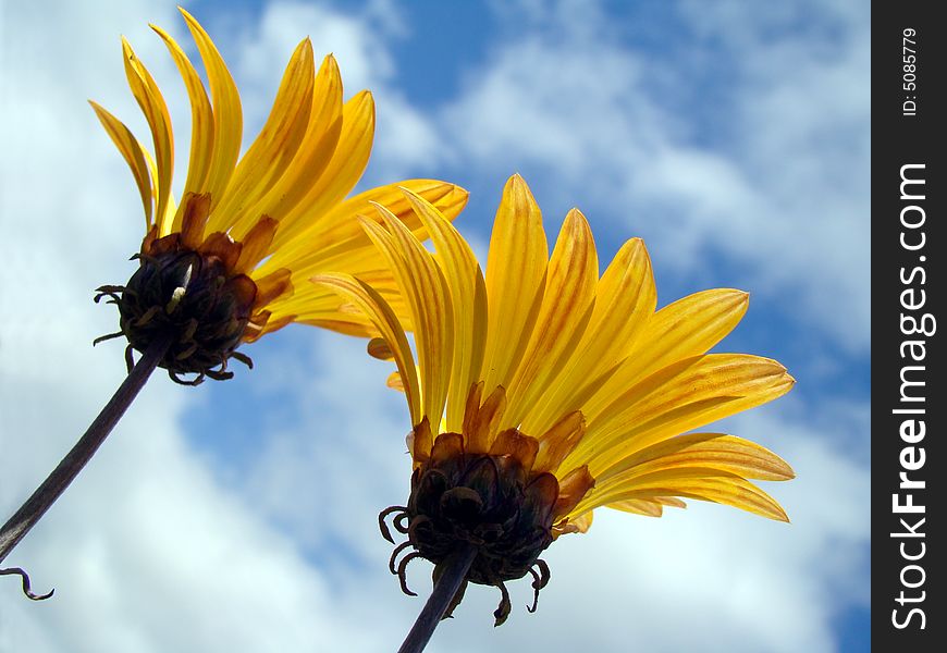 Close-up Of Orange Flowers