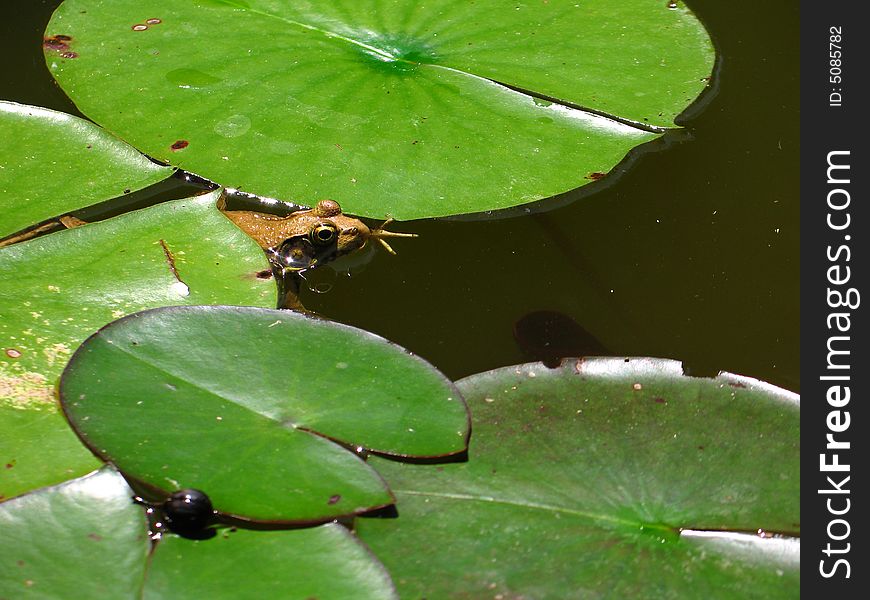 Frog peeking out from under a lily pad